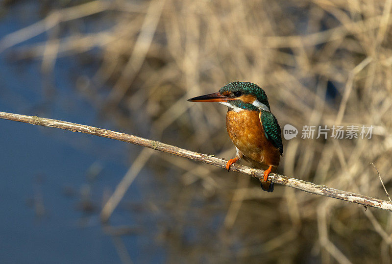 雌性普通翠鸟(Alcedo atthis)